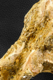 07735 - Top Rare 11.34 Inch Unidentified Dinosaur Partial Vertebral Bone Cretaceous KemKem