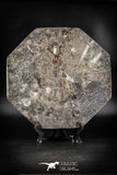 88893 - Top Beautiful Decorative Polished Octagon Shaped Plate with Devonian Fossils