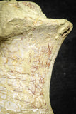 22174 - Top Rare 4.74 Inch Spinosaurus Dinosaur Partial Caudal (Tail) Vertebra Bone Cretaceous KemKem Beds