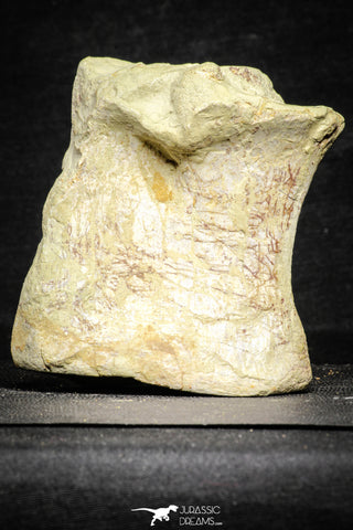 22174 - Top Rare 4.74 Inch Spinosaurus Dinosaur Partial Caudal (Tail) Vertebra Bone Cretaceous KemKem Beds