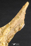 07735 - Top Rare 11.34 Inch Unidentified Dinosaur Partial Vertebral Bone Cretaceous KemKem