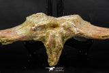 07735 - Top Rare 11.34 Inch Unidentified Dinosaur Partial Vertebral Bone Cretaceous KemKem