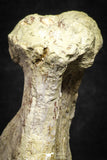 22174 - Top Rare 4.74 Inch Spinosaurus Dinosaur Partial Caudal (Tail) Vertebra Bone Cretaceous KemKem Beds