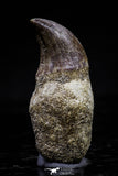 20752 - Top Beautiful Rooted 1.41 Inch Mosasaur (Prognathodon anceps) Tooth