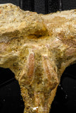 07735 - Top Rare 11.34 Inch Unidentified Dinosaur Partial Vertebral Bone Cretaceous KemKem