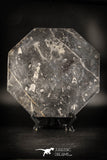 88894 - Top Beautiful Decorative Polished Octagon Shaped Plate with Devonian Fossils