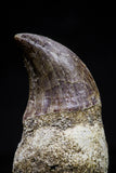 20752 - Top Beautiful Rooted 1.41 Inch Mosasaur (Prognathodon anceps) Tooth