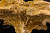 07735 - Top Rare 11.34 Inch Unidentified Dinosaur Partial Vertebral Bone Cretaceous KemKem