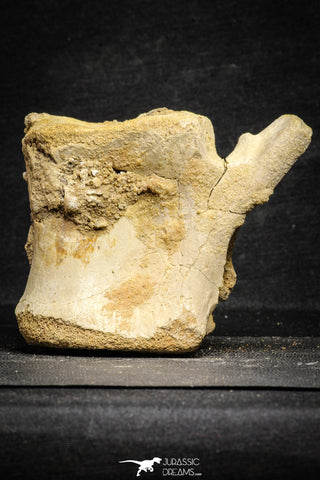 22175 - Top Rare 4.98 Inch Spinosaurus Dinosaur Partial Caudal (Tail) Vertebra Bone Cretaceous KemKem Beds