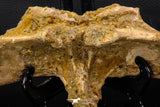 07735 - Top Rare 11.34 Inch Unidentified Dinosaur Partial Vertebral Bone Cretaceous KemKem