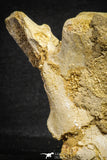 22175 - Top Rare 4.98 Inch Spinosaurus Dinosaur Partial Caudal (Tail) Vertebra Bone Cretaceous KemKem Beds