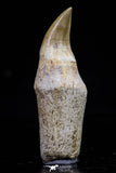 20753 - Top Quality 2.19 Inch Rooted Halisaurus walkeri (Mosasaur) Tooth Cretaceous