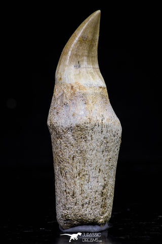 20753 - Top Quality 2.19 Inch Rooted Halisaurus walkeri (Mosasaur) Tooth Cretaceous