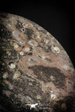 88895 - Top Beautiful Decorative Polished Cirlce Shaped Plate with Devonian Fossils