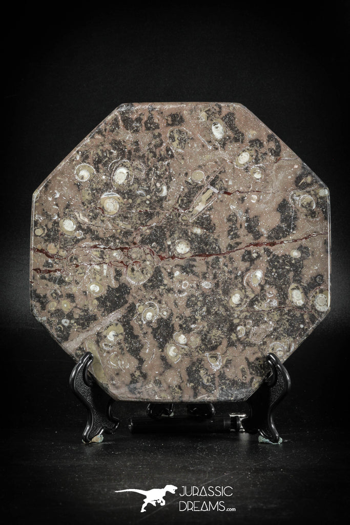 88896 - Top Beautiful Decorative Polished Octagon Shaped Plate with Devonian Fossils