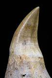 20753 - Top Quality 2.19 Inch Rooted Halisaurus walkeri (Mosasaur) Tooth Cretaceous
