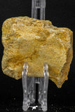 07736 - Top Beautiful 2.56 Inch Spinosaurus Dinosaur Partial Caudal (Tail) Vertebra Bone Cretaceous KemKem Beds