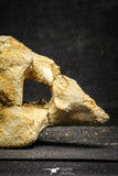 22175 - Top Rare 4.98 Inch Spinosaurus Dinosaur Partial Caudal (Tail) Vertebra Bone Cretaceous KemKem Beds