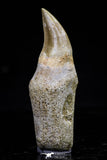 20753 - Top Quality 2.19 Inch Rooted Halisaurus walkeri (Mosasaur) Tooth Cretaceous