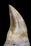 20753 - Top Quality 2.19 Inch Rooted Halisaurus walkeri (Mosasaur) Tooth Cretaceous