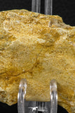 07736 - Top Beautiful 2.56 Inch Spinosaurus Dinosaur Partial Caudal (Tail) Vertebra Bone Cretaceous KemKem Beds