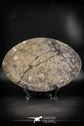 88897 - Top Beautiful Decorative Polished Oval Shaped Plate with Devonian Fossils