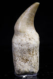 20754 - Top Quality 1.59 Inch Rooted Halisaurus walkeri (Mosasaur) Tooth Cretaceous