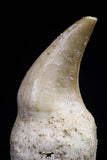 20754 - Top Quality 1.59 Inch Rooted Halisaurus walkeri (Mosasaur) Tooth Cretaceous