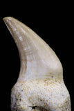 20754 - Top Quality 1.59 Inch Rooted Halisaurus walkeri (Mosasaur) Tooth Cretaceous