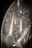 88898 - Top Beautiful Decorative Polished Circle Shaped Plate with Devonian Fossils