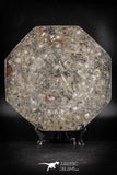 88899 - Top Beautiful Decorative Polished Octagon Shaped Plate with Devonian Fossils