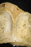 22177 - Top Huge 5.36 Inch Spinosaurid Dinosaur Partial Cervical Vertebra Bone Cretaceous KemKem Beds