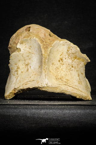22177 - Top Huge 5.36 Inch Spinosaurid Dinosaur Partial Cervical Vertebra Bone Cretaceous KemKem Beds