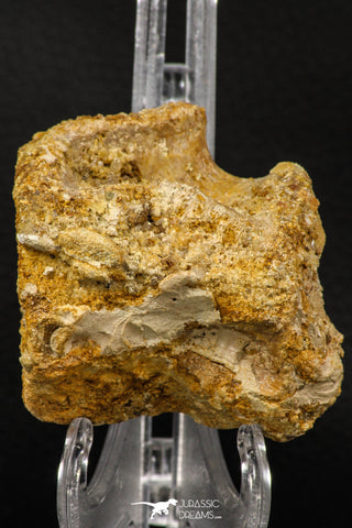 07737 - Top Beautiful 2.42 Inch Unidentified Crocodile Vertebra Bone Late Cretaceous