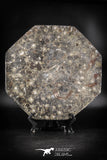 88899 - Top Beautiful Decorative Polished Octagon Shaped Plate with Devonian Fossils
