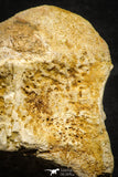 22177 - Top Huge 5.36 Inch Spinosaurid Dinosaur Partial Cervical Vertebra Bone Cretaceous KemKem Beds