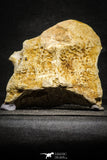 22177 - Top Huge 5.36 Inch Spinosaurid Dinosaur Partial Cervical Vertebra Bone Cretaceous KemKem Beds