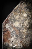 88899 - Top Beautiful Decorative Polished Octagon Shaped Plate with Devonian Fossils