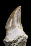 20755 - Top Quality 1.54 Inch Rooted Halisaurus walkeri (Mosasaur) Tooth Cretaceous