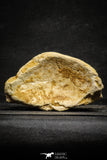 22177 - Top Huge 5.36 Inch Spinosaurid Dinosaur Partial Cervical Vertebra Bone Cretaceous KemKem Beds