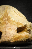 22177 - Top Huge 5.36 Inch Spinosaurid Dinosaur Partial Cervical Vertebra Bone Cretaceous KemKem Beds