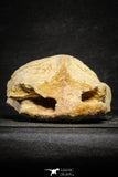 22177 - Top Huge 5.36 Inch Spinosaurid Dinosaur Partial Cervical Vertebra Bone Cretaceous KemKem Beds