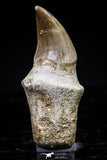 20755 - Top Quality 1.54 Inch Rooted Halisaurus walkeri (Mosasaur) Tooth Cretaceous