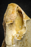22177 - Top Huge 5.36 Inch Spinosaurid Dinosaur Partial Cervical Vertebra Bone Cretaceous KemKem Beds