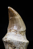 20755 - Top Quality 1.54 Inch Rooted Halisaurus walkeri (Mosasaur) Tooth Cretaceous