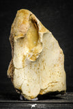 22177 - Top Huge 5.36 Inch Spinosaurid Dinosaur Partial Cervical Vertebra Bone Cretaceous KemKem Beds