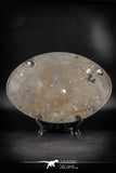 88901 - Top Beautiful Decorative Polished Oval Shaped Plate with Devonian Fossils