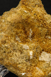 07737 - Top Beautiful 2.42 Inch Unidentified Crocodile Vertebra Bone Late Cretaceous