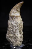 20756 - Top Quality 1.47 Inch Rooted Halisaurus walkeri (Mosasaur) Tooth Cretaceous