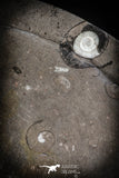 88901 - Top Beautiful Decorative Polished Oval Shaped Plate with Devonian Fossils